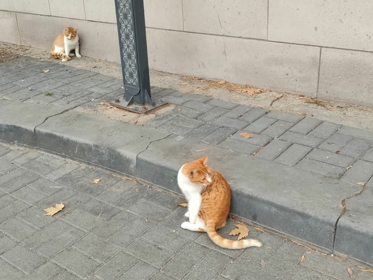 Une vie de chat en Turquie