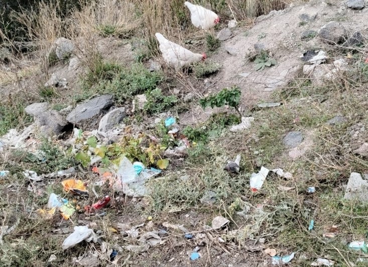Des poules picorent du plastique.