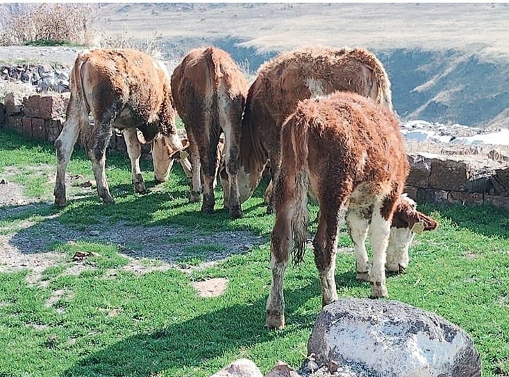 Sur le plus ancien cimetière anatolien  l'herbe est plus verte.