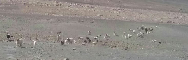 Les chèvres pour la laine de nos pull en cachemire...et les gazelles