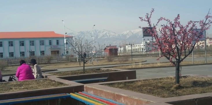 À Ulaangom les pêchers  sont en fleurs
