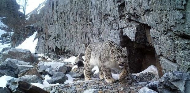 Les léopards des neiges c'est plus haut dans un parc national...avec des cameras