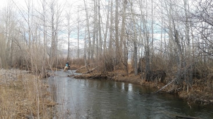 Sur des troncs ou à cheval...