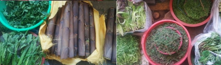 Les légumes de la terre aussi. Il faut que je rapporte des graines.