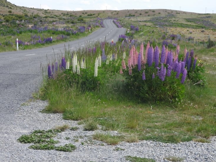 Au pays des,lupins