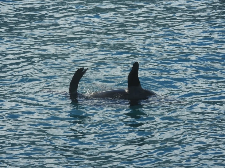 Otarie en nage indienne !