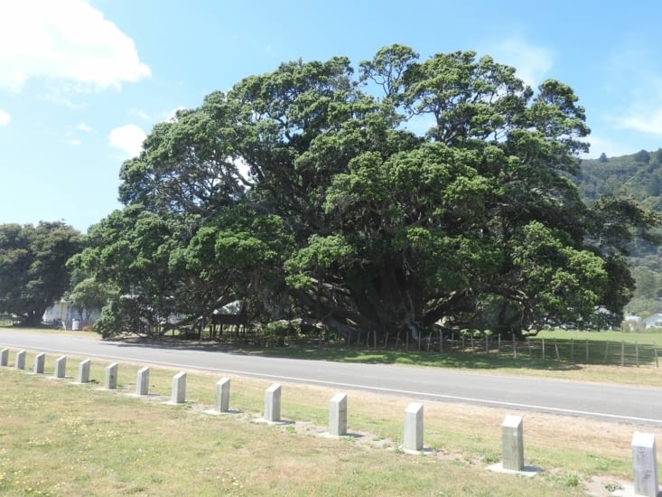 Pohutukawa (arbre de Noel ) de Te Araroa