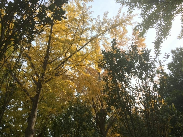 Calmes ginkgos
