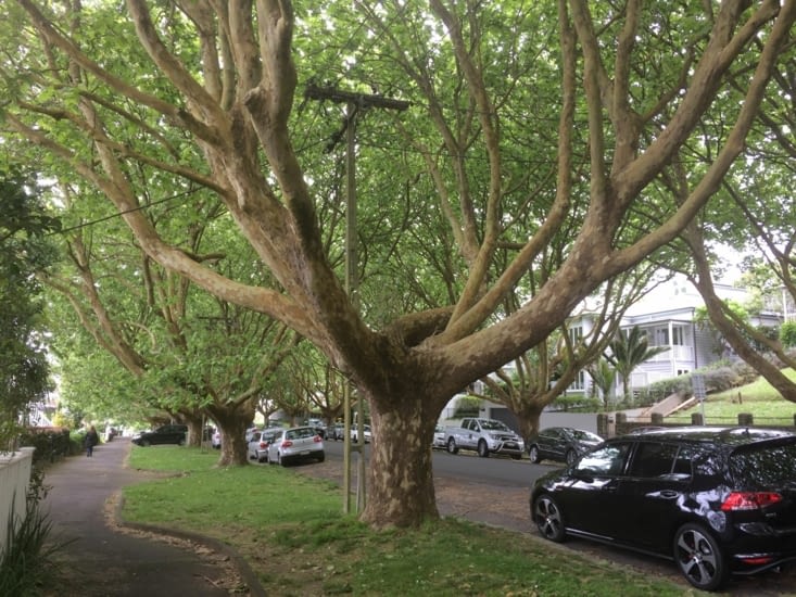 allés d'abres dans une rue résidentielle vers ponsonby