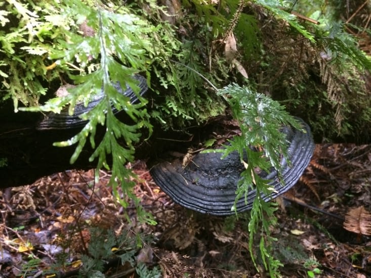 Des champignons sur des arbres morts