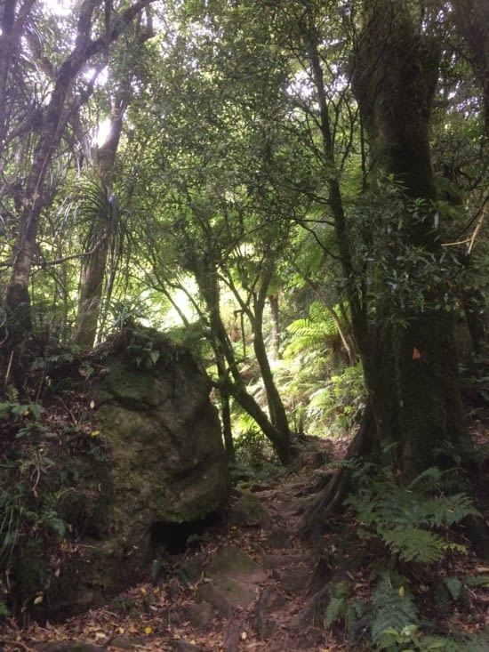 ascension dans la forêt