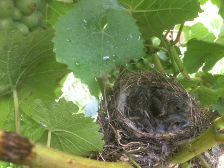 les vignobles. Des nids cachés dans les vignes! avec des oisisllons dans celui-ci