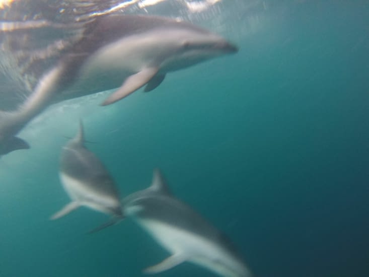 beaucoup  dauphins!!!