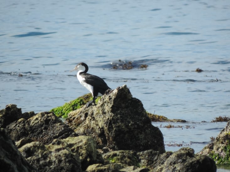 cormoran pie au milieu de la colonie de phoques