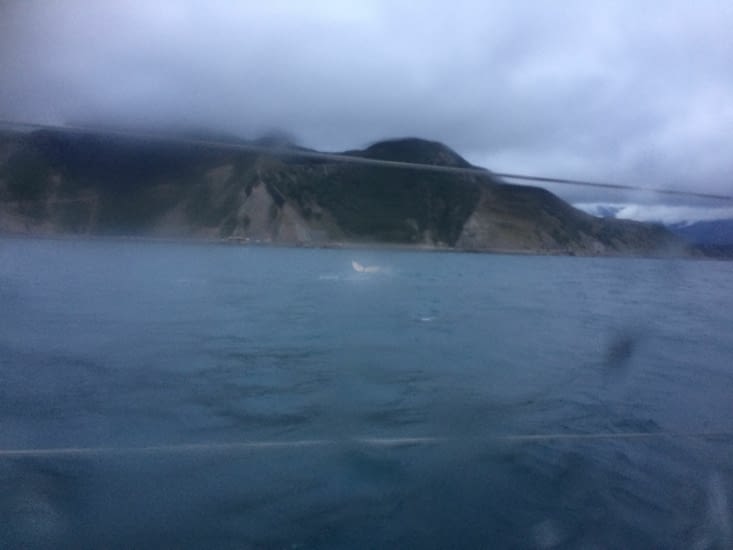 si si c'est bien une queue de baleine que l'on voit!