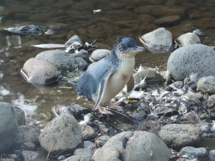 celui là ne veut pas aller nager