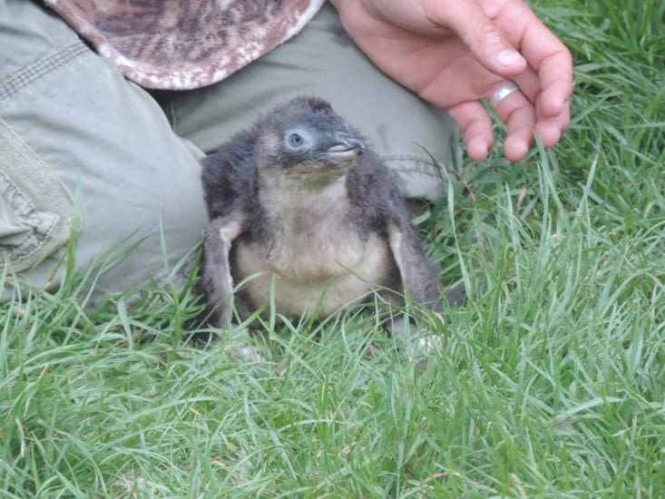 c'est-ti pas mognon ces petites bêtes là?