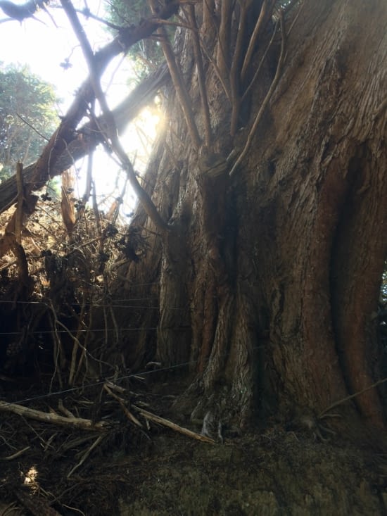 de beaux arbres sur le chemin qui grandissent par dessus les clotures