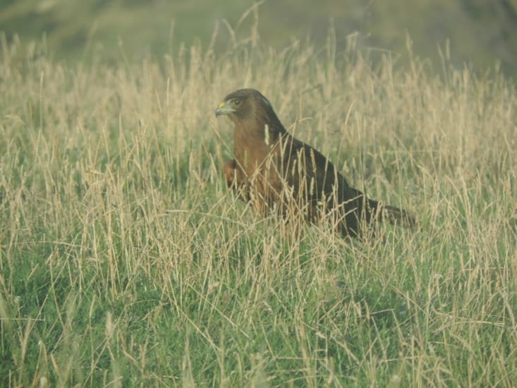 nous apercevons un rapace au passage. C'est rare de les voir sur terre parait-il