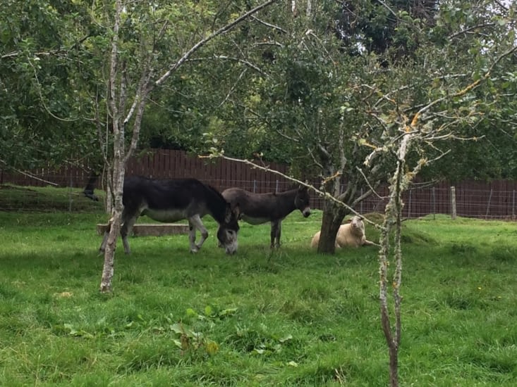 les deux ânes et le bouc