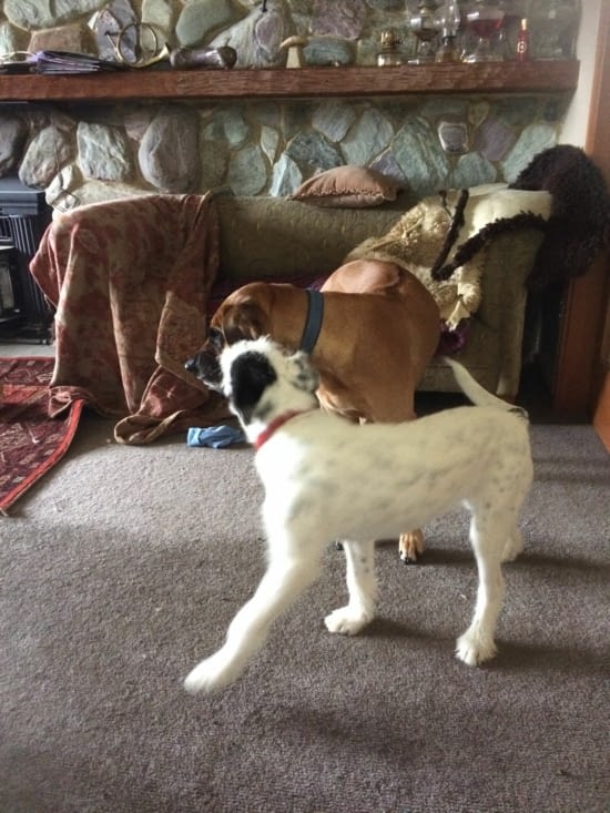 Pipp est une vraie fripouille. Tellement mignonne!