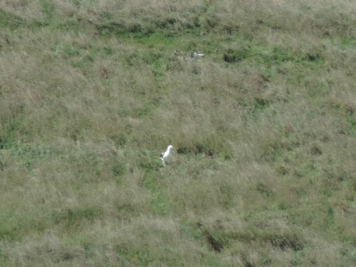 Et des albatros. De très très loin