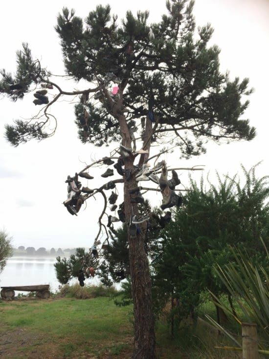 et sur le parking, un arbre plein de chaussures