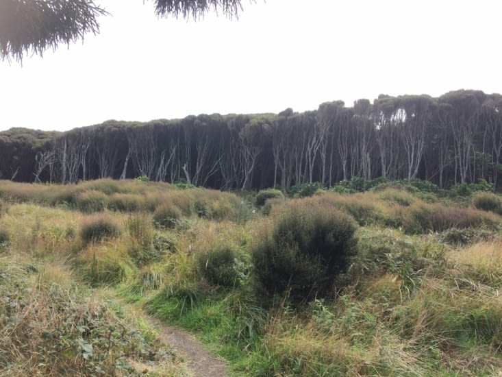 forêt vivante de Manukas