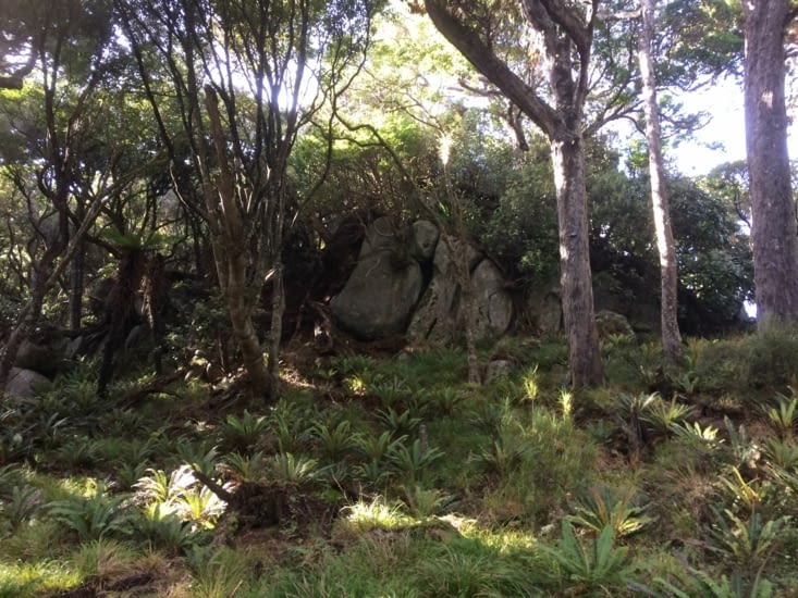 la forêt est toujours aussi belle