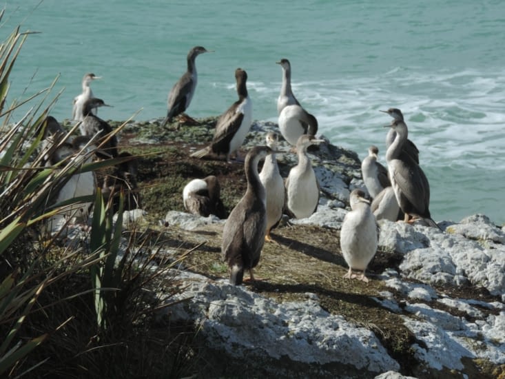 regroupement de cormorans