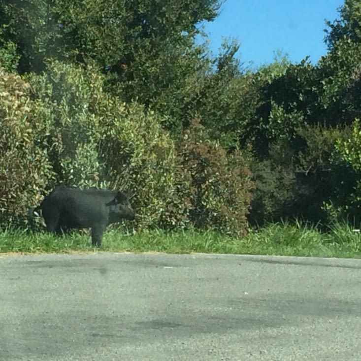 avant de me faire poursuivre par un sanglier!