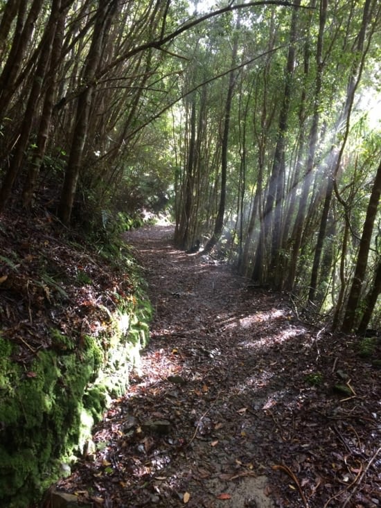 avec toujours de la forêt, magique quand les rayons de soleil traversent les arbres