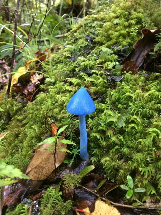 champignon bleu en chemin