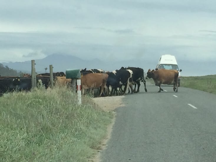 Les vaches nous accompagnent sur le chemin du retour!