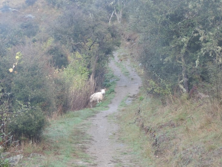 mouton perdu au milieu du chemin