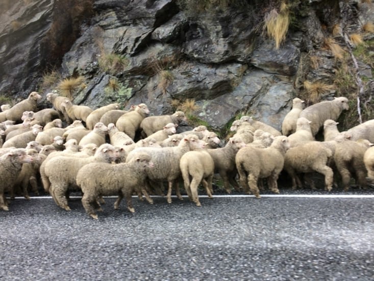 des moutons sur a route, on est bien en NZ!!!
