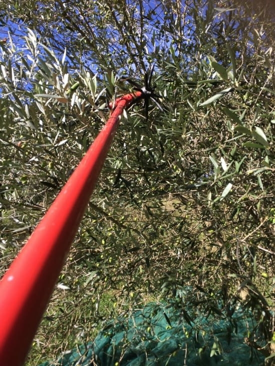 cueillette des olives avec la perche