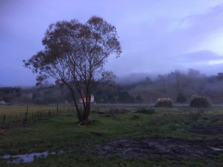 Le pré par temps de brouillard