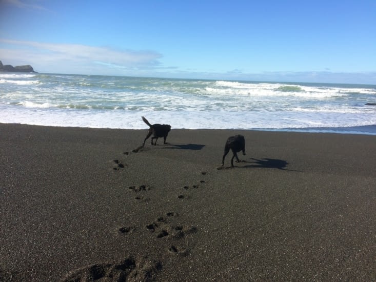 promenade sur la plage avec les chiens