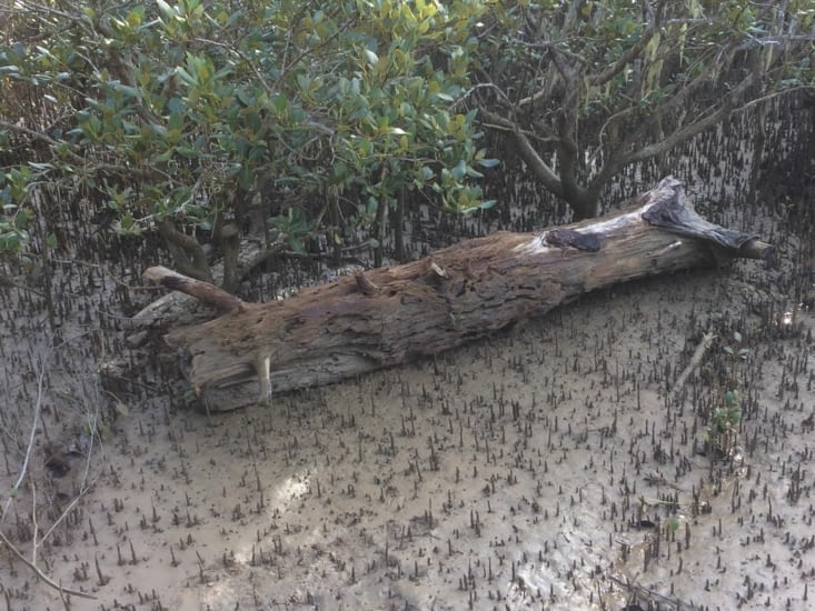 mangrove boueuse