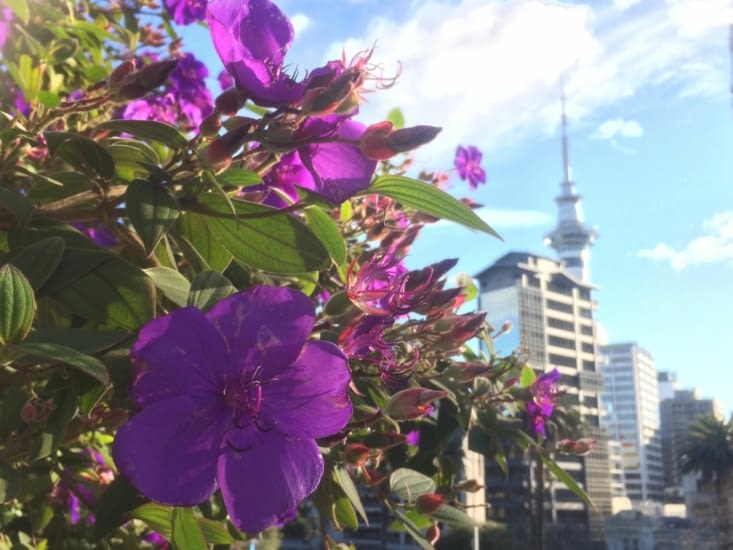 les fleurs aussi. parfois