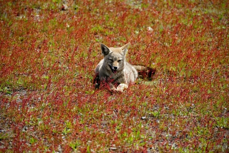 Un petit de Zorro, le renard gris d'Argentine