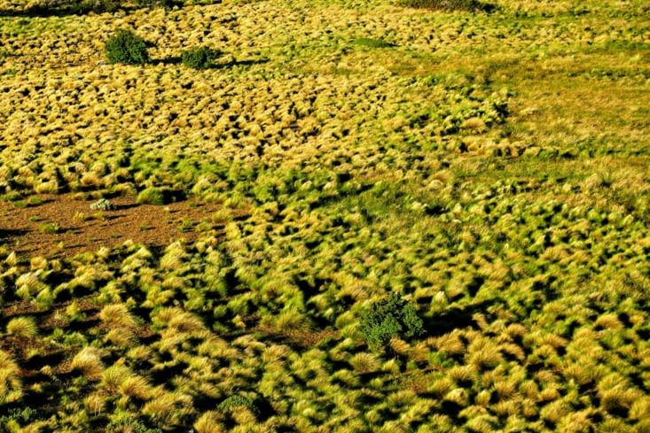 Invasion de touffes sauvages, les pires à ce qu'il paraît !