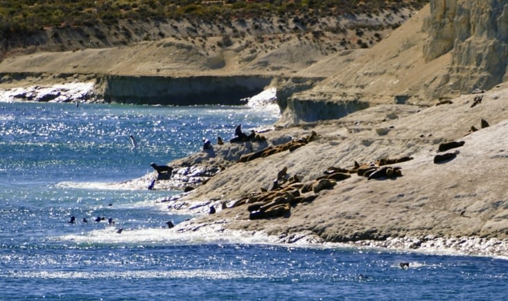 En face, une colonie de loups de mer observe un clan de plongeurs