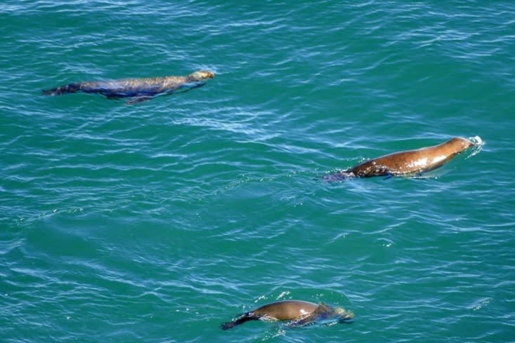 Les loups de mer de Punto Loma au sud de Puerto Madryn