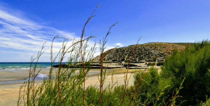 On tente de reproduire le comportement des lions de mer