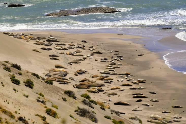 Épidémie de glande