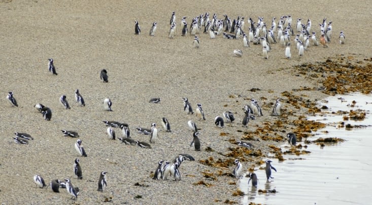 Et plus encore...il y en a partout ! On est encerclés de manchots !!