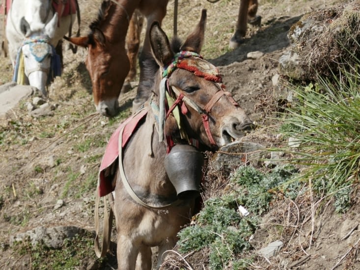 Je peux pas, j'ai poney!