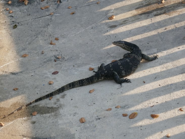 Le varan malais de la riviere